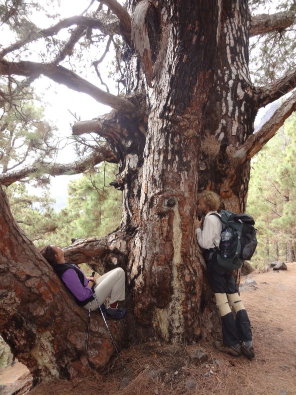 Anadi et Deva Prem, en train de relaxer sur un des plus gros et vieux pins de la forêt de la Taburiente.