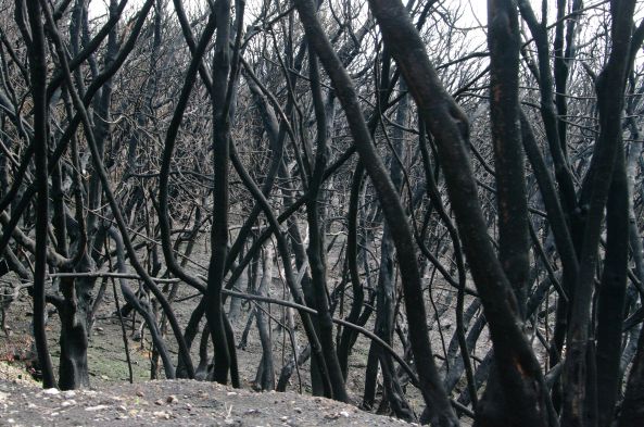 Photo couleur (sic) de la végétation dans la partie brûlée cet été, parc national de Garajonay, 12 décembre