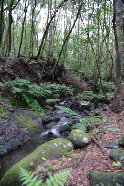 Le petit ruisseau qu'il faut suivre pour trouver ...un petit ermitage, en plein milieu d'une forêt magnifique.